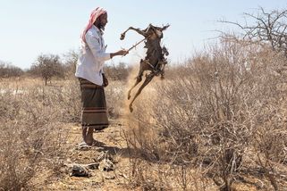 Nepršelo tu od jara, dobytek hyne. „Další na řadě jsou děti,“ bojí se místní - Seznam Zprávy